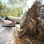 A huge tree on top of a car in Middle Village, Queens